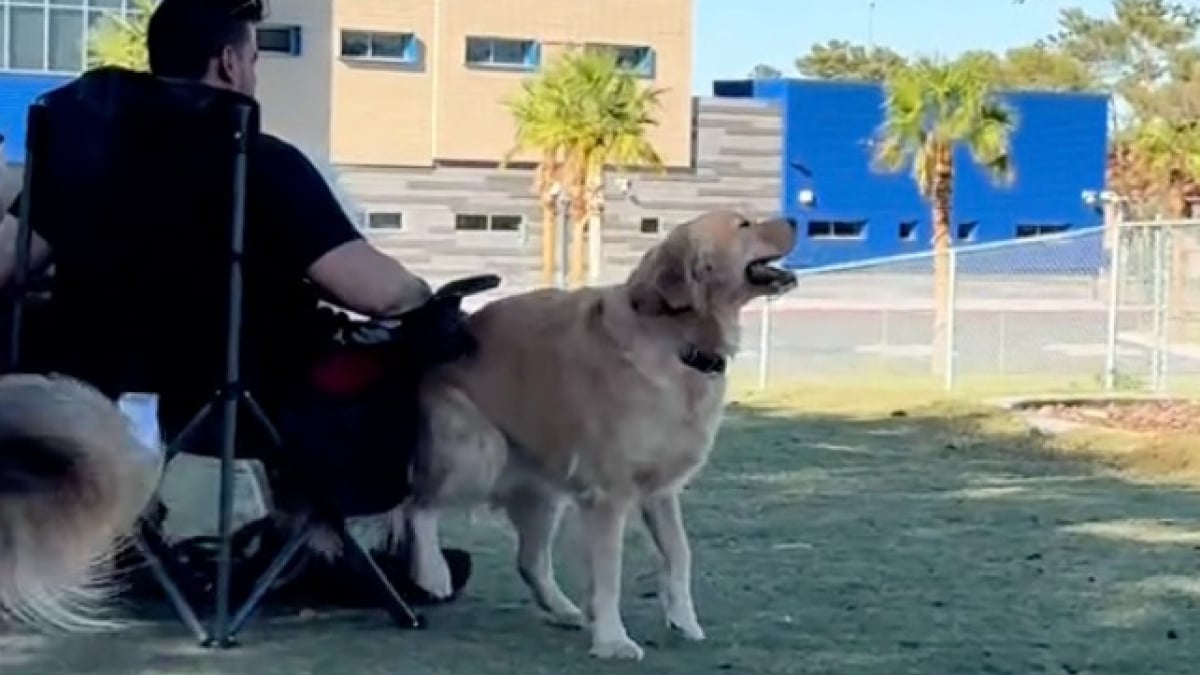 Illustration : "Ce Golden Retriever qui se frotte les fesses sur les passants a la plus amusante des techniques pour se faire de nouveaux amis (vidéo)"