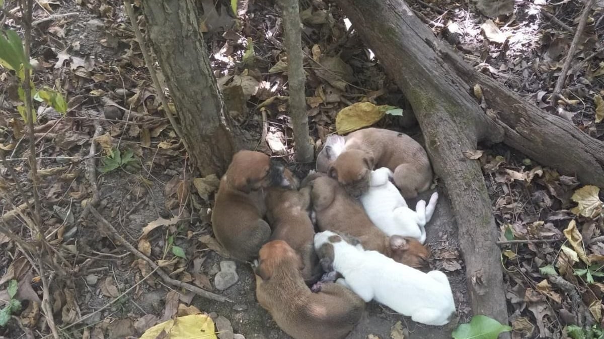 Illustration : "Une maman chienne affamée, épuisée et ses 10 chiots sauvés d'une vie de survie en forêt par des promeneurs"