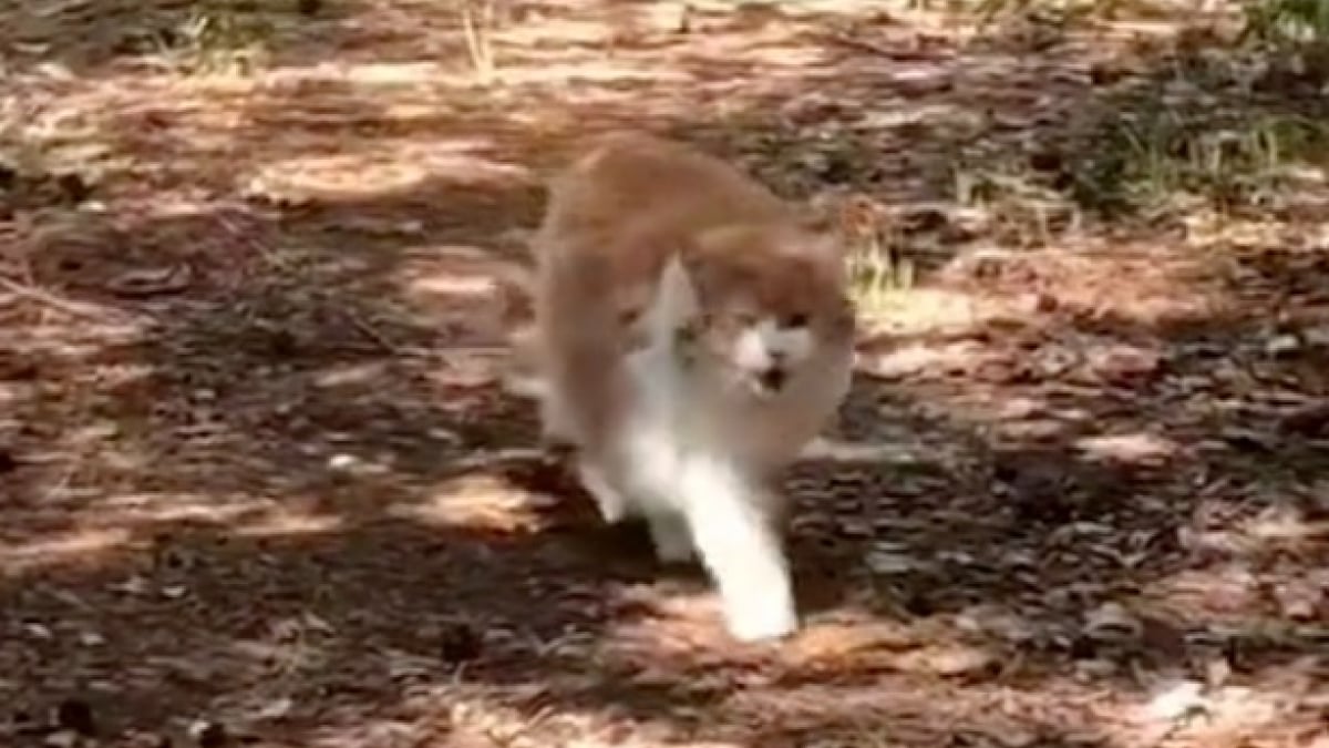 Illustration : "Après être sorti accidentellement, ce chat d’intérieur a beaucoup de choses à dire sur son escapade (vidéo)"