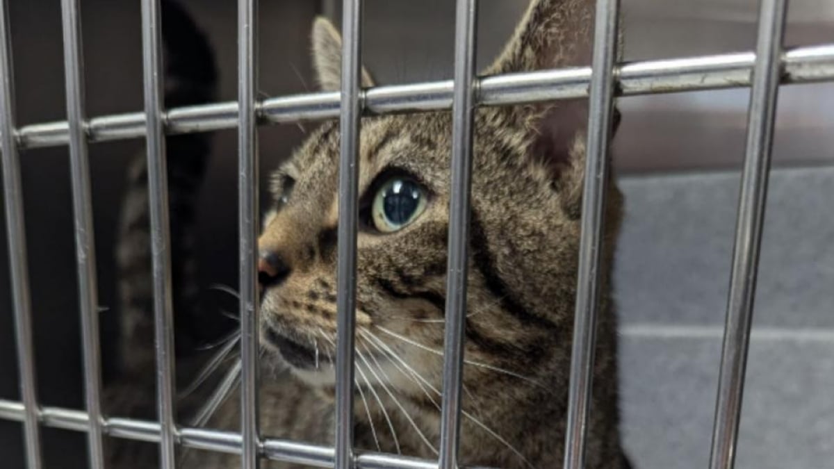 Illustration : "Une personne découvre un chat blessé abandonné dans son jardin avec un mot laissé dans sa cage"