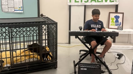 Illustration : Un jeune garçon de 11 ans utilise la musicothérapie pour aider les animaux de refuge à se détendre et favoriser leur adoption (vidéo)