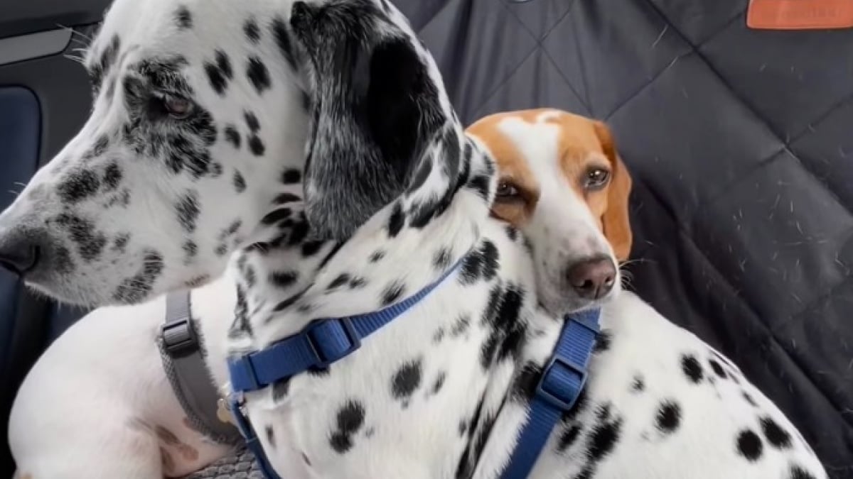 Illustration : "Un Beagle anxieux lors d’un voyage en voiture trouve du réconfort grâce à son adorable frère Dalmatien (vidéo)"