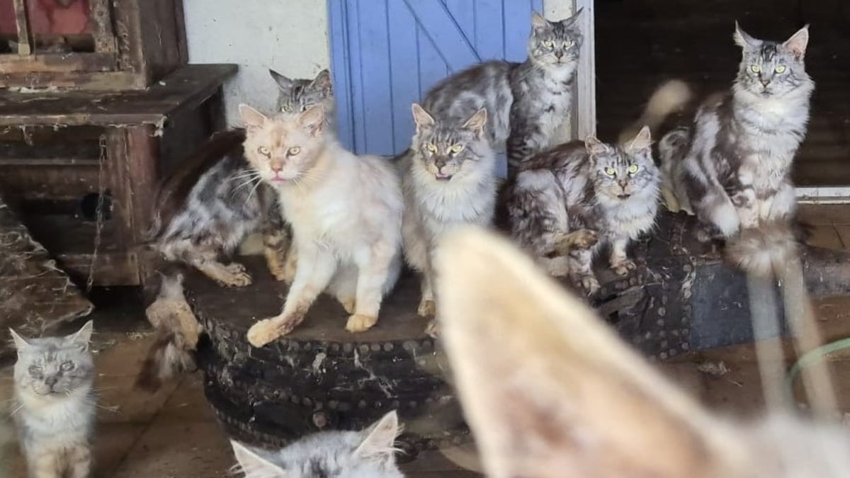 Illustration : "Une association intervient dans un élevage de Maine Coons hors de contrôle pour y sauver 16 chats affamés et malades"