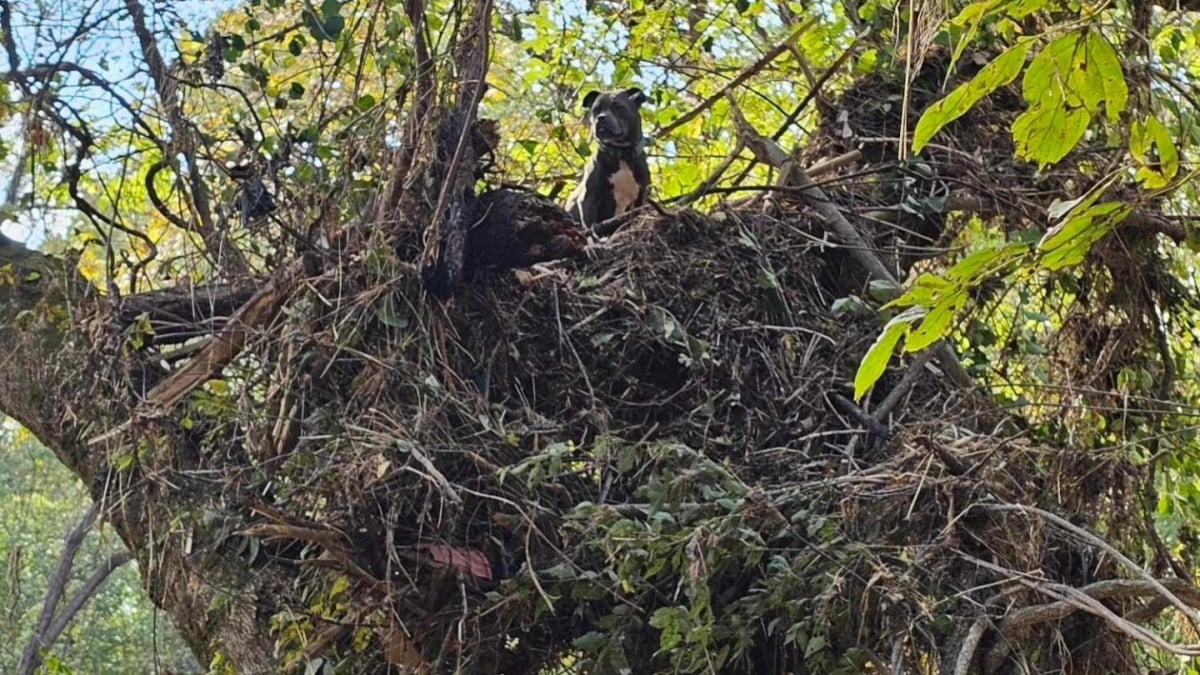 Illustration : "Une chienne découverte coincée dans un arbre 5 jours après le passage d'un ouragan retrouve avec bonheur sa famille"