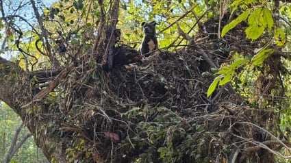 Illustration : Une chienne découverte coincée dans un arbre 5 jours après le passage d'un ouragan retrouve avec bonheur sa famille