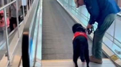 Illustration : Un chien d'assistance en formation parvient à surmonter sa peur du trottoir roulant (vidéo)