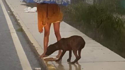 Illustration : Une femme au grand cœur brave une tempête pour nourrir un chien dans la rue