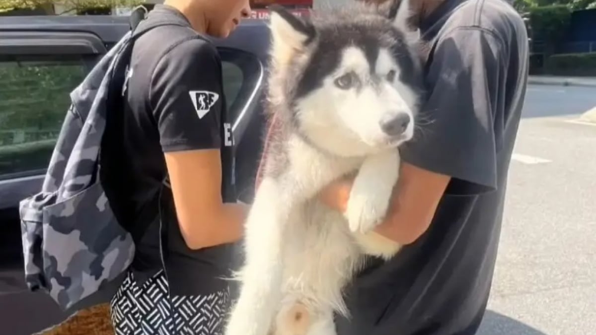 Illustration : "Sauvé d'une vie de violences, ce Husky cherche une famille prête à lui offrir l’amour qu’il mérite"