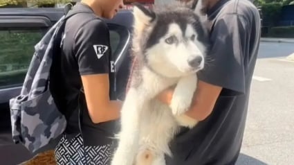 Illustration : Sauvé d'une vie de violences, ce Husky cherche une famille prête à lui offrir l’amour qu’il mérite