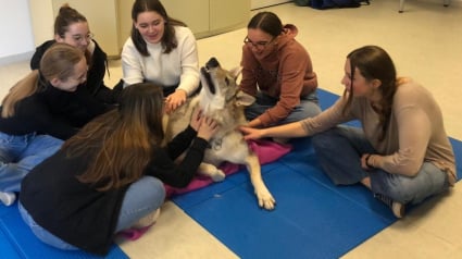 Illustration : Quand un chien loup devient le confident des lycéens et l'atout numéro dans la lutte contre le décrochage scolaire