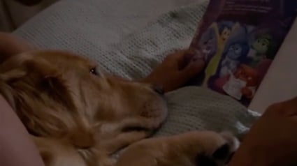 Illustration : Un homme lit une histoire à son Golden Retriever pour le détendre et l'aider à s'endormir (vidéo)