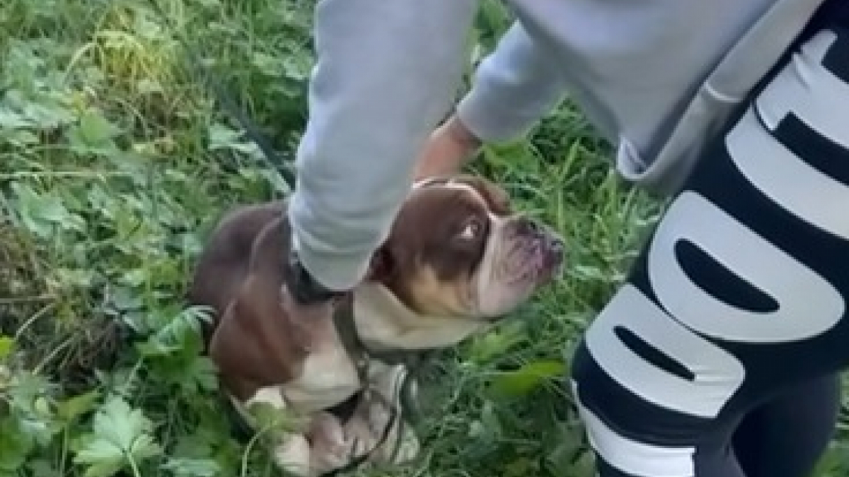 Illustration : "Cette chienne, abandonnée contre une barrière à cause de préjugés sur sa race, reçoit une deuxième chance grâce à des sauveteurs bienveillants"