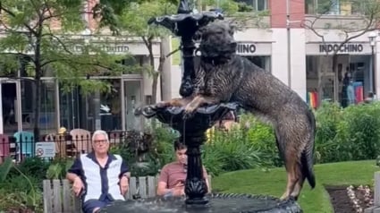 Illustration : Un chien en quête de fraîcheur se transforme en statue pour ne faire qu'un avec la fontaine (vidéo)