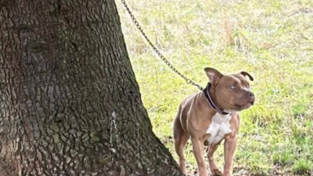 Illustration : "Une chienne abandonnée dans un parc par un homme encapuchonné découvre l'amour et la sécurité dans un refuge"