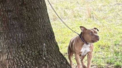 Illustration : Une chienne abandonnée dans un parc par un homme encapuchonné découvre l'amour et la sécurité dans un refuge