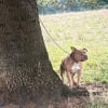 Illustration : Une chienne abandonnée dans un parc par un homme encapuchonné découvre l'amour et la sécurité dans un refuge