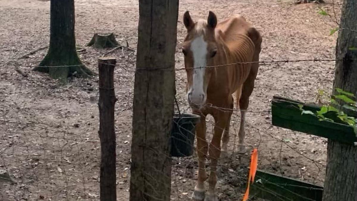 Illustration : "Laissé à l'abandon, ce cheval d'une maigreur extrême trouve un second souffle de vie grâce à ses sauveurs"