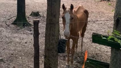 Illustration : Laissé à l'abandon, ce cheval d'une maigreur extrême trouve un second souffle de vie grâce à ses sauveurs