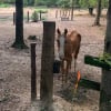 Illustration : Laissé à l'abandon, ce cheval d'une maigreur extrême trouve un second souffle de vie grâce à ses sauveurs