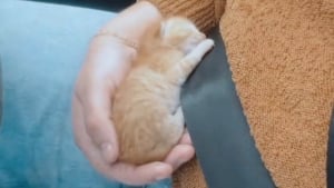 Illustration : Une jeune femme au grand cœur aperçoit un chaton nouveau-né sur l’autoroute et s’arrête pour voler à son secours (vidéo)