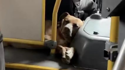 Illustration : Les usagers d'un bus, attendris par la présence d'une chienne endormie sous le siège du conducteur, la caressent à chaque arrêt (vidéo)