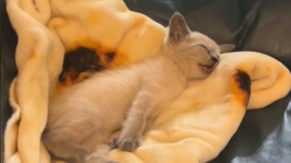 Illustration : La vidéo de ce chaton "parlant" dans son sommeil et cache une belle histoire de sauvetage