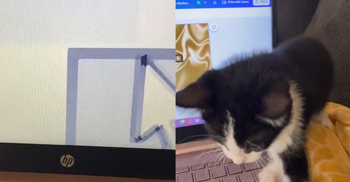 In just 3 minutes, a cat left unattended completely crashes its owner’s computer (video)