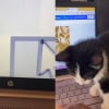 Illustration : En 3 minutes chrono, un chat laissé sans surveillance dérègle complètement l’ordinateur de son maître (vidéo) 