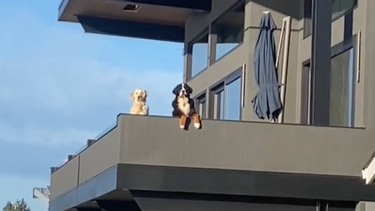 Illustration : "2 chiens venant d'emménager dans leur nouveau quartier saluent leur voisine canine et ont hâte de faire sa connaissance (vidéo)"