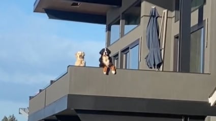 Illustration : 2 chiens venant d'emménager dans leur nouveau quartier saluent leur voisine canine et ont hâte de faire sa connaissance (vidéo)