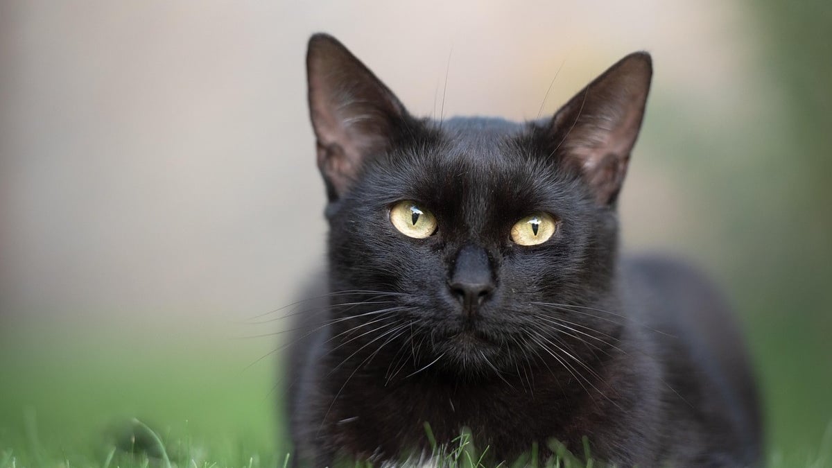 Illustration : "Un chat disparu lors d'un accident refait surface 3 jours plus tard en entendant la clochette agitée par sa maîtresse"