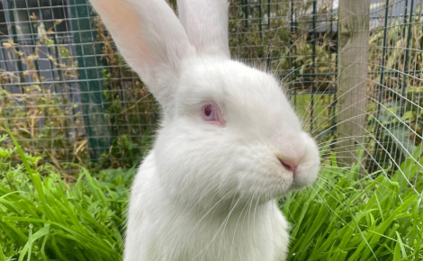 Des jeunes poussent une femme dans un canal, car elle les suppliait de ne pas jeter un lapin dans l'eau (vidéo)