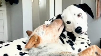 Illustration : Après des mois de séparation, un Dalmatien retrouve son meilleur ami lors de la plus joyeuse des réunions à la plage (vidéo)