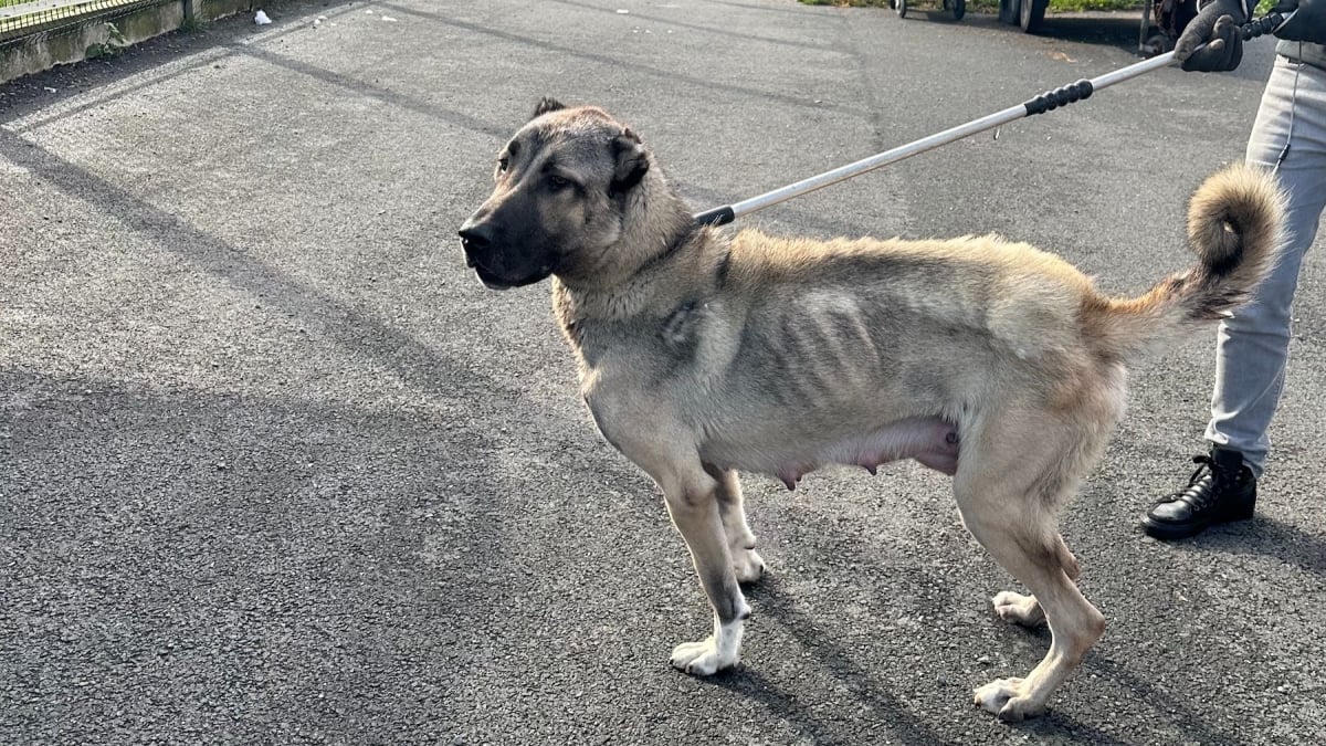 Illustration : "Un signalement au 3677 met fin au calvaire d'une chienne Kangal atteinte de maigreur extrême et de ses 10 chiots "