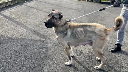 Illustration : Un signalement au 3677 met fin au calvaire d'une chienne Kangal atteinte de maigreur extrême et de ses 10 chiots 