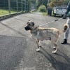 Illustration : Un signalement au 3677 met fin au calvaire d'une chienne Kangal atteinte de maigreur extrême et de ses 10 chiots 