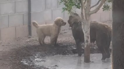 Illustration : Quand un Golden Retriever adulte apprend à son jeune congénère l'art de patauger dans la boue (vidéo)