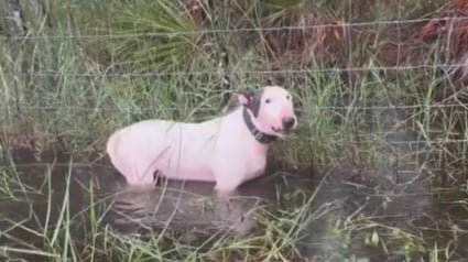 Illustration : Un chien attaché à une clôture sous la menace d'un ouragan et avec de l'eau jusqu'à la poitrine est repéré à temps par des policiers (vidéo)  