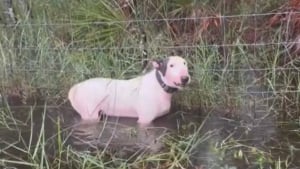 Illustration : Un chien attaché à une clôture sous la menace d'un ouragan et avec de l'eau jusqu'à la poitrine est repéré à temps par des policiers (vidéo)  