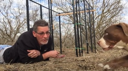 Illustration : Pendant plus d’un an, un homme au grand cœur tente de sauver et gagner la confiance d'une chienne traumatisée