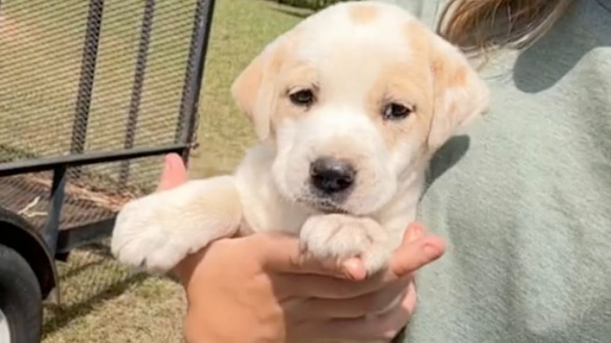 Illustration : "Un adorable chiot perdu en pleine nature saisit sa chance en demandant de l’aide à une jeune femme qui nourrissait son cheval (vidéo)"