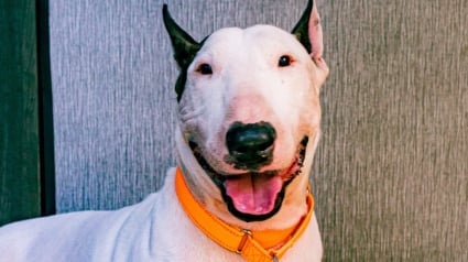 Illustration : Des nouvelles du Bull Terrier secouru par la police après avoir été découvert attaché à une clôture sous la menace d'un ouragan