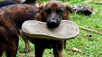 Illustration : Cette adorable chienne errante court chercher un cadeau à son bienfaiteur dès qu'elle le voit arriver (vidéo)