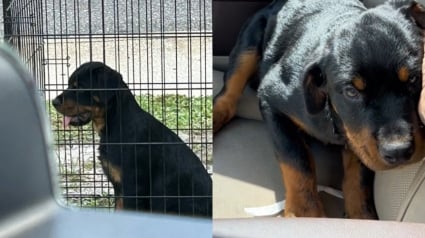 Illustration : Une automobiliste intervient pour secourir un chiot Rottweiler en vente sur le bord d’une route (vidéo)