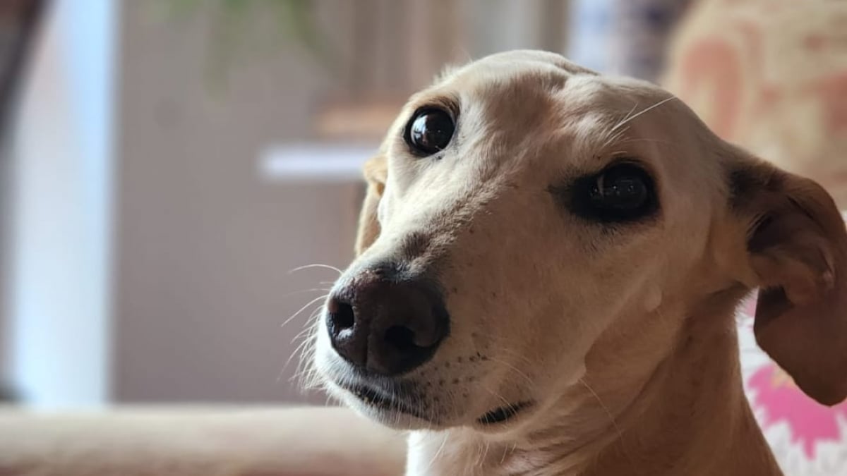 Illustration : "Une cérémonie d’adieux émouvante, mais heureuse pour cette chienne partant rejoindre sa maison pour la vie après 2 ans d'attente"