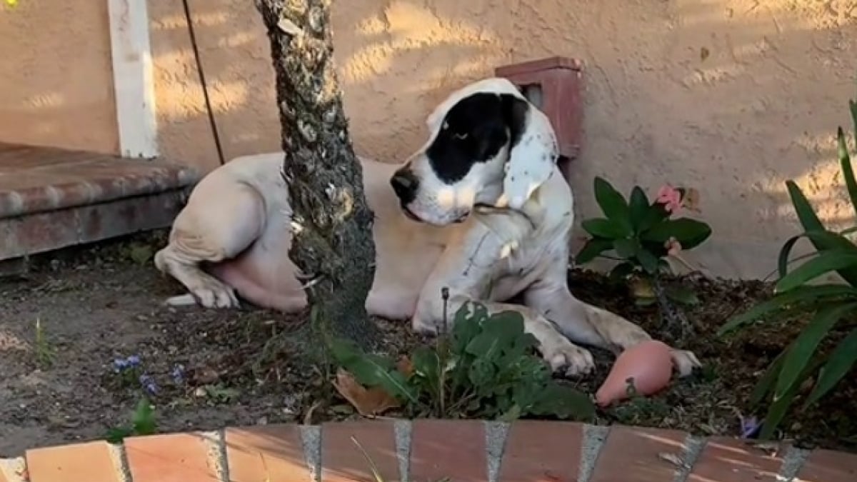 Illustration : "Sur le point de donner naissance à ses chiots, une chienne errante reçoit une aide providentielle et un abri sûr pour sa famille (vidéo)"