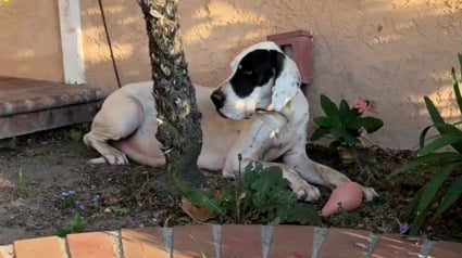 Illustration : Sur le point de donner naissance à ses chiots, une chienne errante reçoit une aide providentielle et un abri sûr pour sa famille (vidéo)