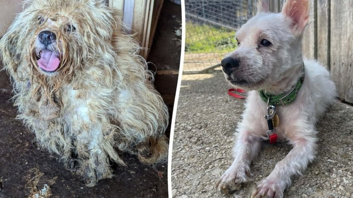 Illustration : "Découvert dans des conditions de vie sordides après le décès de son maître, un chien reprend goût à la vie avec l’aide de ses sauveteurs"