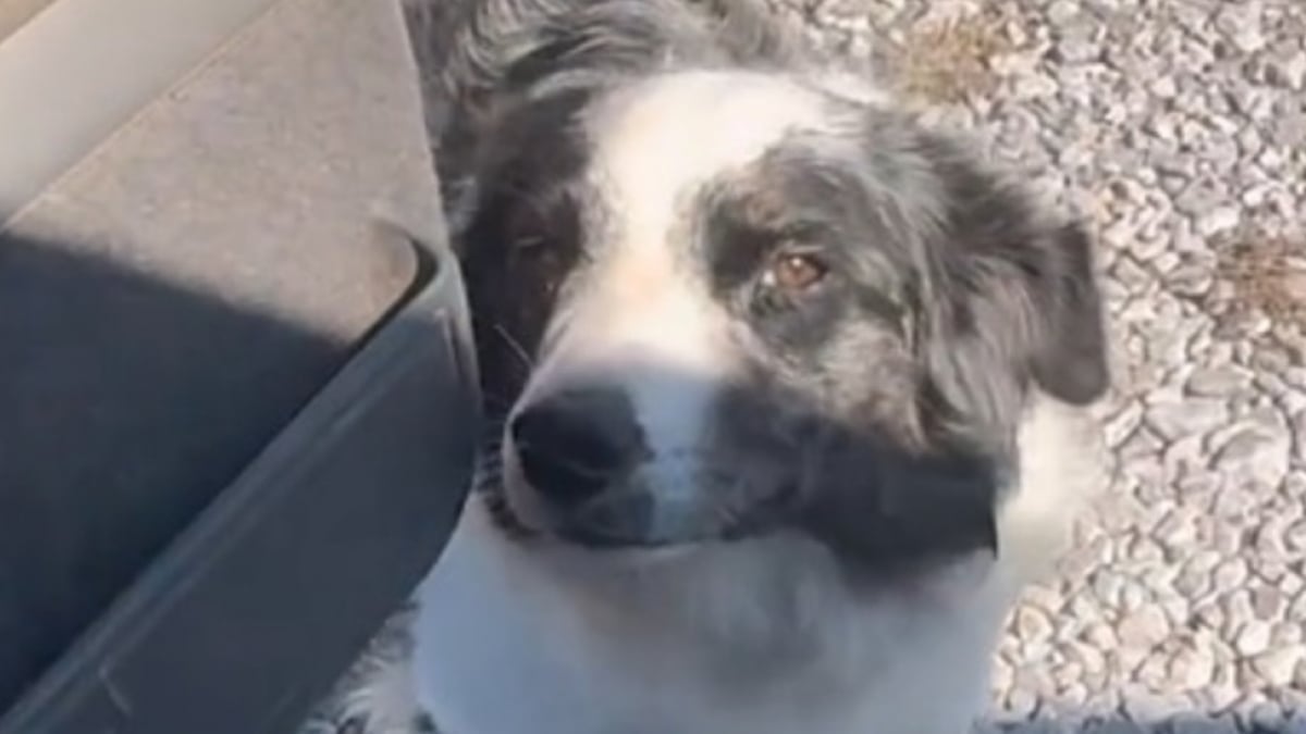 Illustration : "Les propriétaires d'un chien ayant la fâcheuse habitude de s'en prendre aux colis laissent une note au livreur pour l'en prévenir (vidéo)"