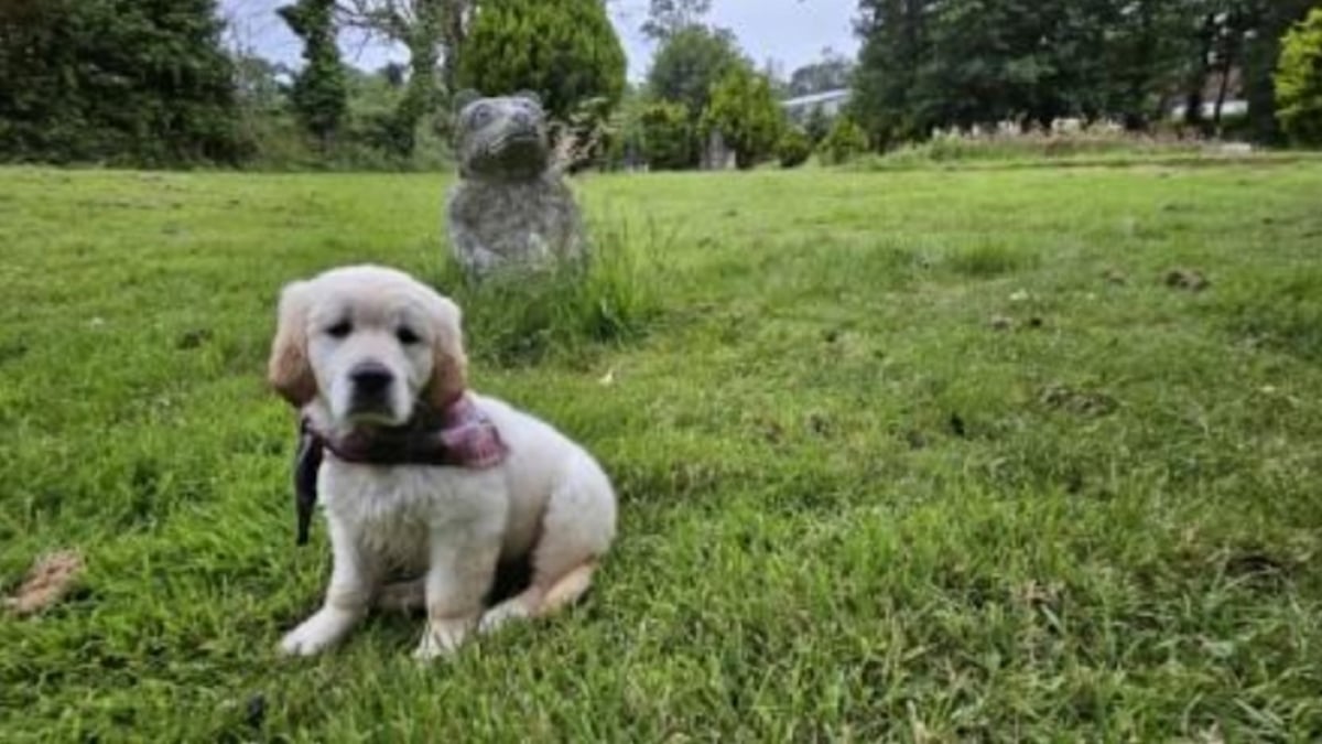 Illustration : "Un vétérinaire refuse d’euthanasier un chiot d’une semaine, et fait tout son possible pour lui sauver la vie"